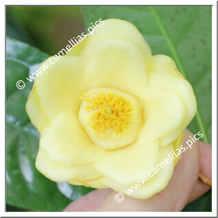 Camellia Botanique C. cucphuongensis