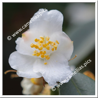 Camellia Botanique C. cuspidata