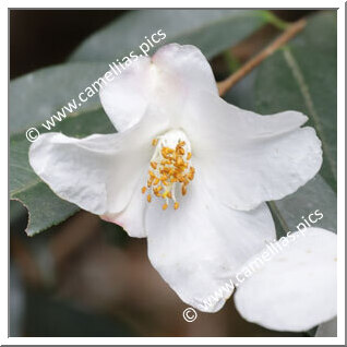 Camellia Species C. cuspidata var. grandiflora