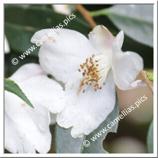 Camellia Botanique 'C. cuspidata var. grandiflora'