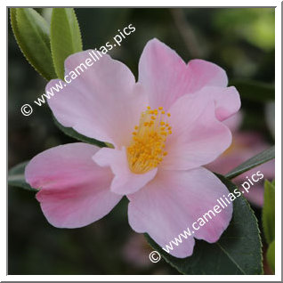 https://www.camellias.pics/camellias/D/dagmar-berghoff-3.jpg