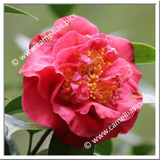 Camellia Hybride 'Dame Silvia'