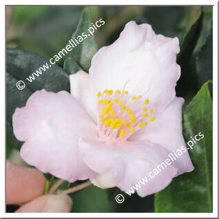 Camellia Hybride 'Dave's Weeper'