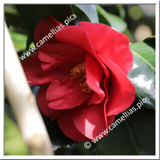 Camellia Japonica 'Doña Guiomar de Figueroa'