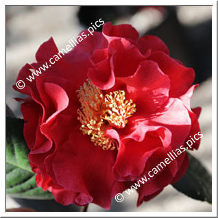 Camellia Hybride 'Dr Clifford Parks'