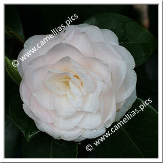 Camellia Japonica 'Duchesse de Brabant'