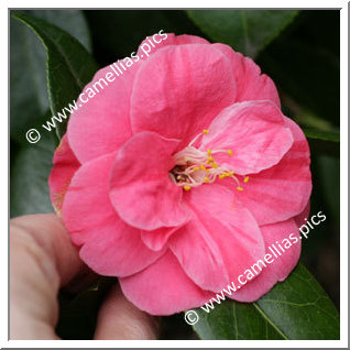 Camellia Japonica 'Edit de Nantes'