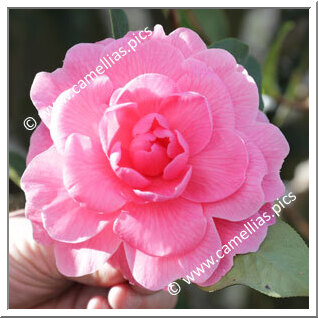 Camellia Hybride C.reticulata 'Edith Mazzei'