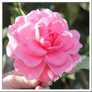 Camellia Hybride C.reticulata 'Edith Mazzei'