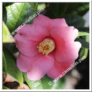 Camellia Botanique C. edithae