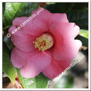 Camellia Species C. edithae