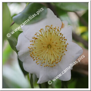 Camellia Camellia Japonica de Higo 'Egao '