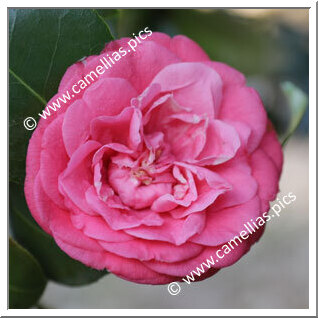 Camellia Japonica 'Egertoniae'