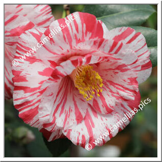 Camellia Japonica 'Ehigasa'