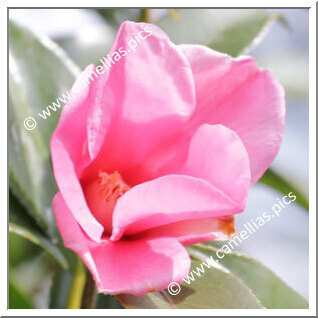 Camellia Wabisuke 'Eishôji-wabisuke'