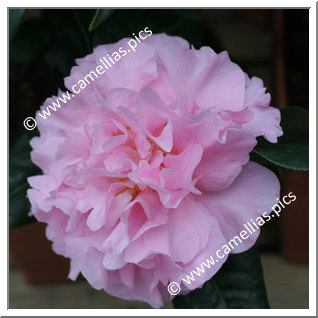 Camellia Hybride 'El Dorado'