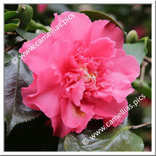 Camellia Japonica 'Elegans Supreme'