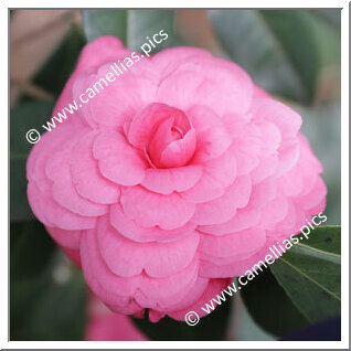 'Ellie's Girl' 'Ellie's Girl'