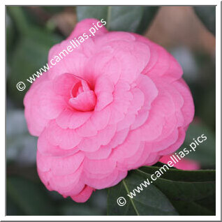 Camellia Reticulata 'Ellie's Girl'