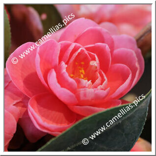 Camellia Hybride C.reticulata 'Elsie Hughes'