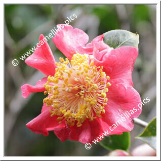 Camellia Hybride 'Erica Mary'