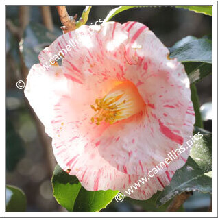 Camellia Japonica 'Esugata'
