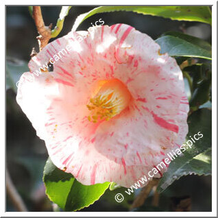 Camellia Japonica 'Esugata'