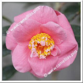 Camellia Hybrid 'Etsu-botan'