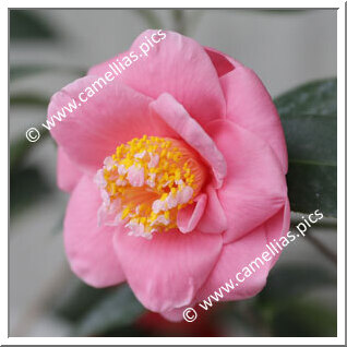Camellia Hybrid 'Etsu-botan'