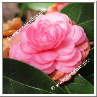 Camellia Japonica 'Ettore Fieramosca'