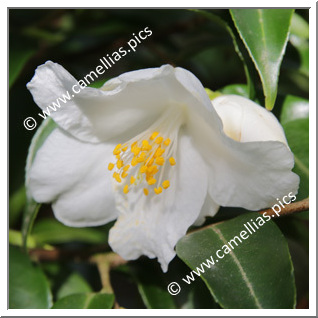 Camellia Botanique 'C. euryoïdes'