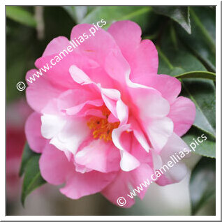 Camellia Hybride C.x williamsii 'Eryldene Excelsis Variegated'