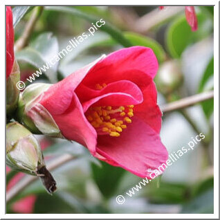 Camellia Hybride 'Eye Bright'