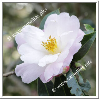 Camellia Hybride C.reticulata 'Fair Lass'