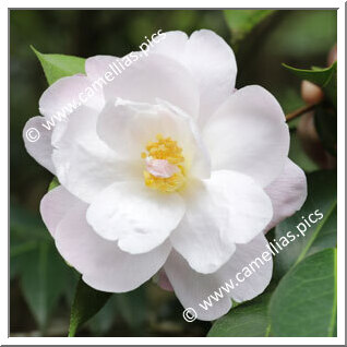 Camellia Hybride C.reticulata 'Fair Lass'