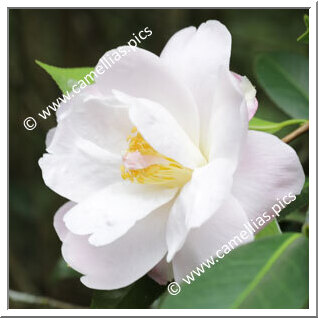 Camellia Hybride C.reticulata 'Fair Lass'