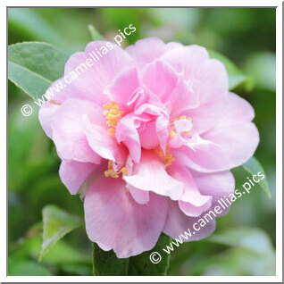 Camellia Hybride 'Fairy Bouquet'