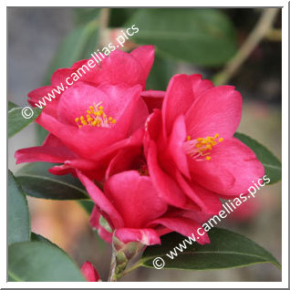 Camellia Hybride 'Fairy Wand'