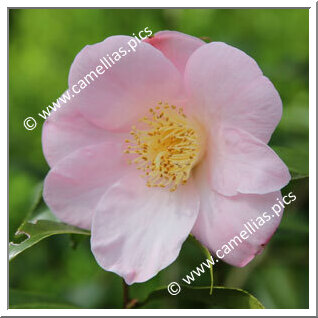 Camellia Hybride C.x williamsii 'Fañch Le Moal '