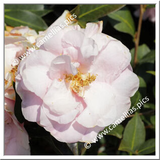 Camellia Hybride C.x williamsii 'Felice Harris'