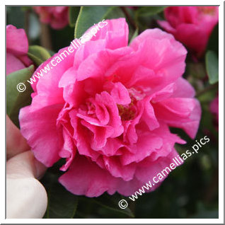 Camellia Hybride C.reticulata 'Fiesta Grande'