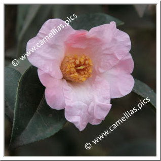 Camellia Hybride 'First Flush'