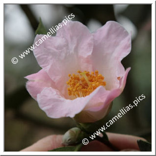 Camellia Hybride 'First Flush'