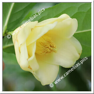 Camellia Botanique C. flava