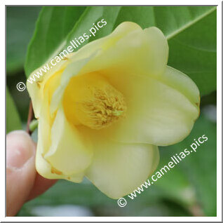 Camellia Botanique C. flava