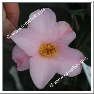 Camellia Hybride C.x williamsii 'Flirtation'