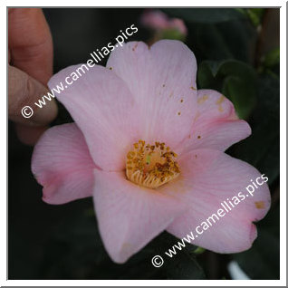 Camellia Hybride C.x williamsii 'Flirtation'