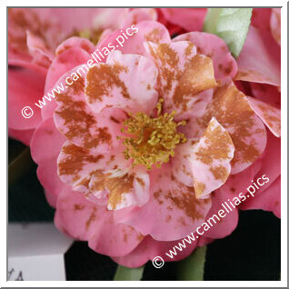 Camellia Reticulata 'Florence Crowder'