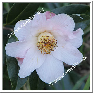 Camellia Hybride 'Fluted Orchid'
