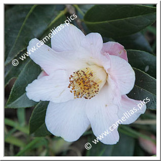 Camellia Hybride 'Fluted Orchid'